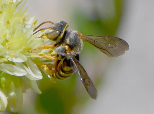 Réf. 262 771 : Rhodanthidium infuscatum